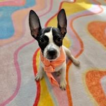 Thumbnail photo of Kai Adorable #1