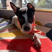 Thumbnail photo of Kai Adorable #3