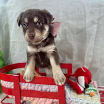 Thumbnail photo of Red Velvet K Pop #2