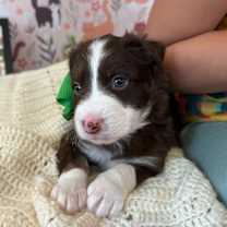 Thumbnail photo of BTS K Pop #3