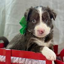 Thumbnail photo of BTS K Pop #4