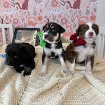 Thumbnail photo of Black Pink K Pop #3