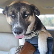 Thumbnail photo of River XL Calm Cuddles #3