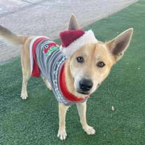 Thumbnail photo of Waffles the Sunlit Sweetheart #1