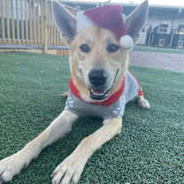 Thumbnail photo of Waffles the Sunlit Sweetheart #2