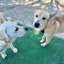 Thumbnail photo of Waffles the Sunlit Sweetheart #4