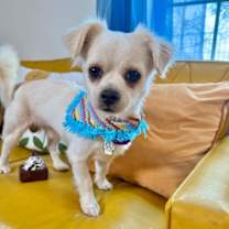 Thumbnail photo of Ricky Ricardo #4