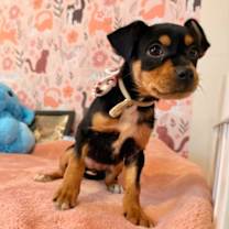 Thumbnail photo of Jewel Potato #1