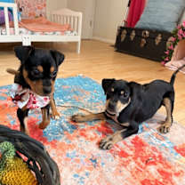 Thumbnail photo of Jewel Potato #2