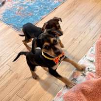 Thumbnail photo of Sweetie Potato #4