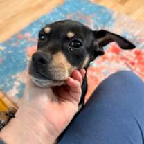 Thumbnail photo of Idaho Potato #3