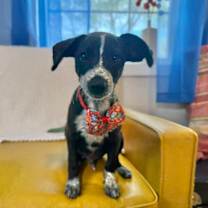 Thumbnail photo of Mac Thanksgiving #4