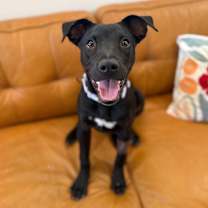 Thumbnail photo of Shadow Mini Hershey Kisses #1