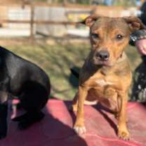 Thumbnail photo of Shadow Mini Hershey Kisses #3