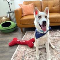 Thumbnail photo of Snow Sweetest Boy #1