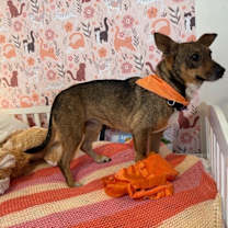 Thumbnail photo of Tippy Happy Girl #4