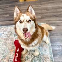 Thumbnail photo of Sky Princess so Fluffy so Sweet #4