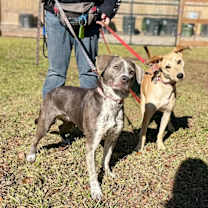 Thumbnail photo of Rosie Bright Bloom #4