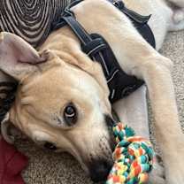 Thumbnail photo of Beau #3