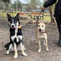 Thumbnail photo of Athena the serenity snugglebug #2