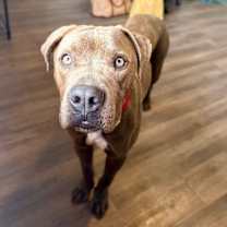 Thumbnail photo of Danny Zuko heartthrob lover boy #4