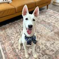 Thumbnail photo of Wiley Wonderful Snuggle boy #1