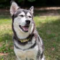 Thumbnail photo of Jade #1