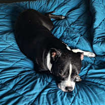 Thumbnail photo of Jasper #4