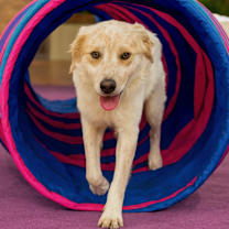 Thumbnail photo of Smores #1