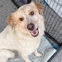 Thumbnail photo of Smores #2