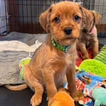 Thumbnail photo of Gretta #4