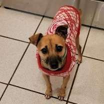 Thumbnail photo of Felix/Poncho #4