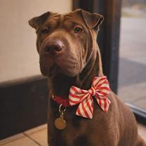 Thumbnail photo of Calliope #1