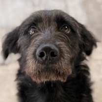 Thumbnail photo of Bailey #1