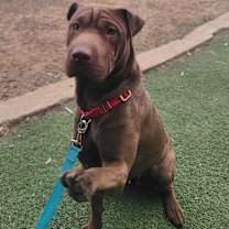 Thumbnail photo of Calliope #2