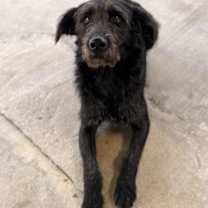 Thumbnail photo of Bailey #2