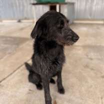 Thumbnail photo of Bailey #4