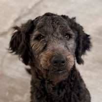 Thumbnail photo of Bentley #1