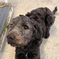 Thumbnail photo of Bentley #2