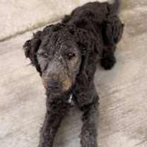 Thumbnail photo of Bentley #3