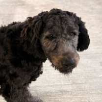 Thumbnail photo of Bentley #4