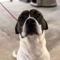 Thumbnail photo of Lele #1