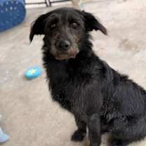 Thumbnail photo of Bailey #3