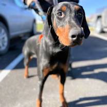 Thumbnail photo of Ruby #1