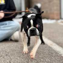 Thumbnail photo of Enzo #2