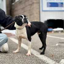 Thumbnail photo of Enzo #3