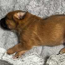 Thumbnail photo of Baker #2