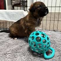 Thumbnail photo of Lucy #1