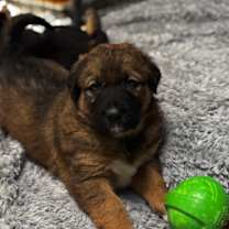 Thumbnail photo of Lucy #4