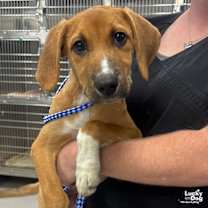 Thumbnail photo of Izzy #2